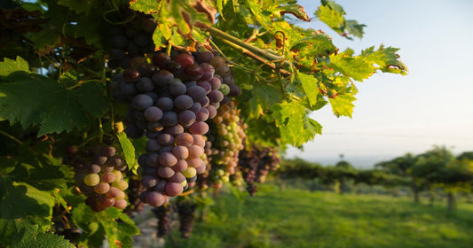 Vini del Veneto: caratteristiche, vitigni e denominazioni più importanti