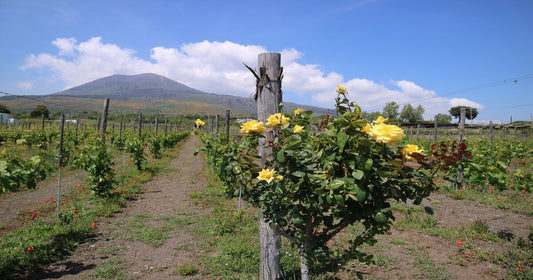 Guida ai vini Campani, storia, caratteristiche e tutte le denominazioni