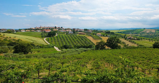 Vini Abruzzesi: storia, caratteristiche e vitigni principali