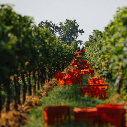 Da una casa nel bosco a simbolo di Franciacorta
